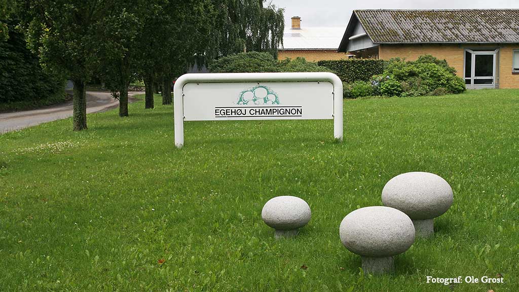 Egehøj Champignon