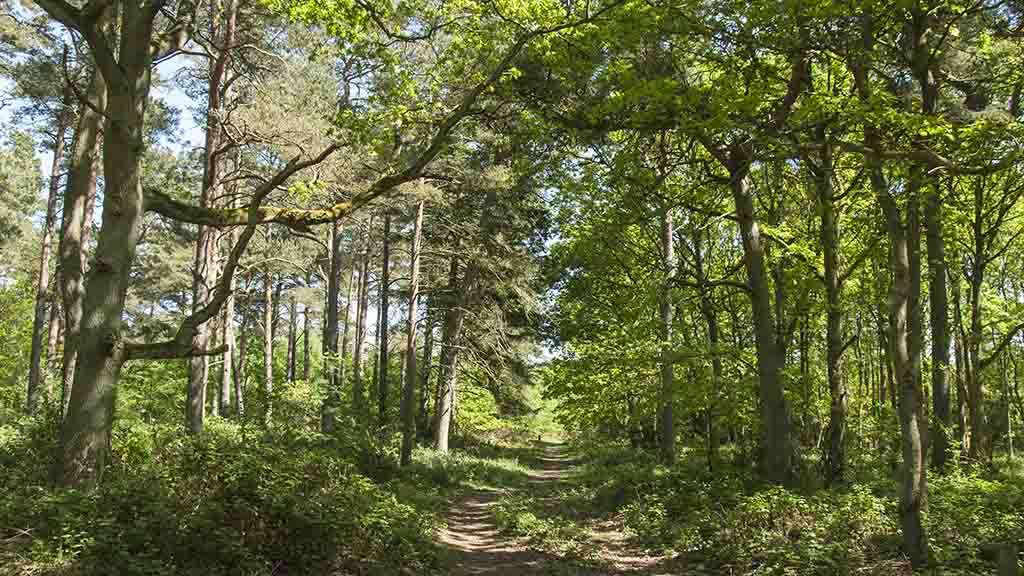 egebjerggård storskov