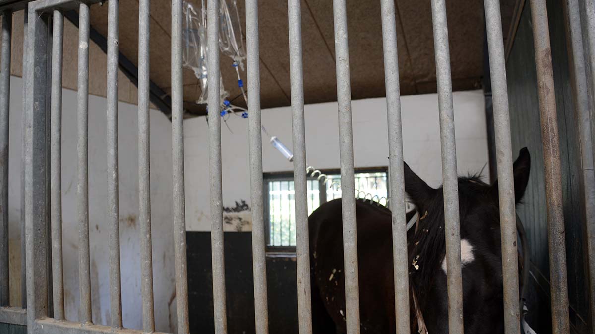 Hest i sygebehandling på Højgård Hestehospital