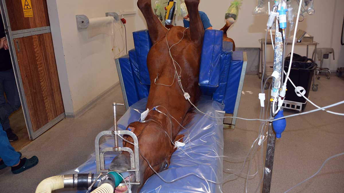 Hesteoperation på Højgård Hestehospital