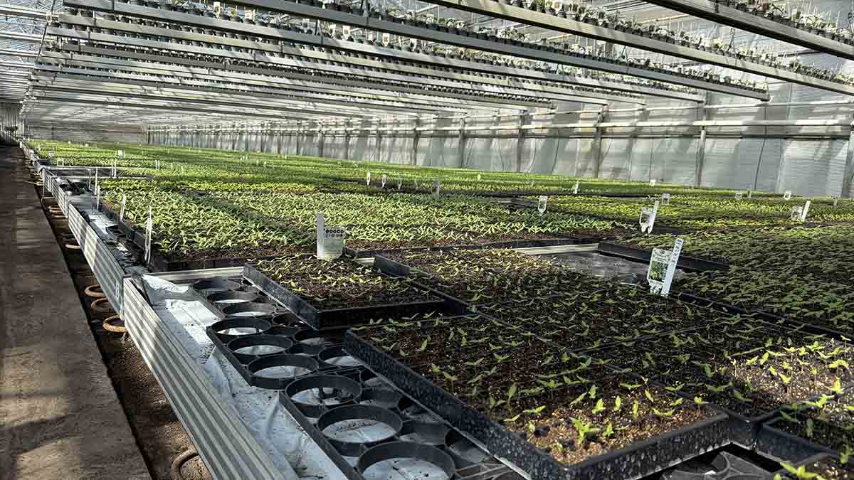 Krebs Plant