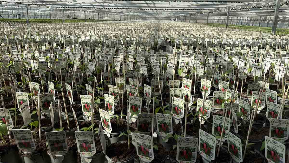 Krebs Plant
